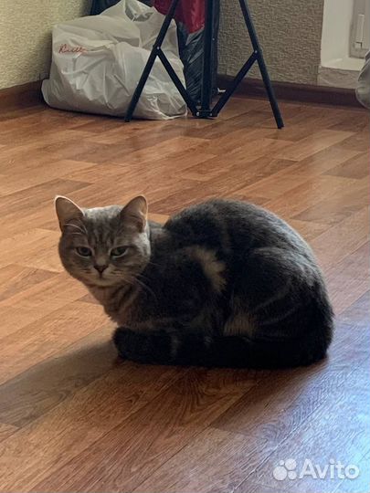 Отдам в добрые руки