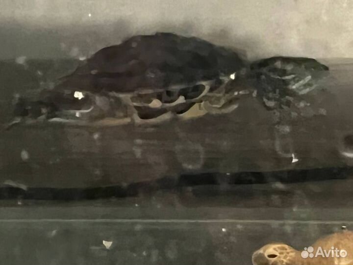 Черепашка маленькая