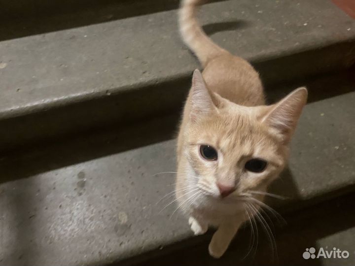 Кошка ищет дом