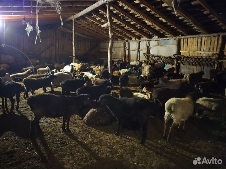 Овцы бараны