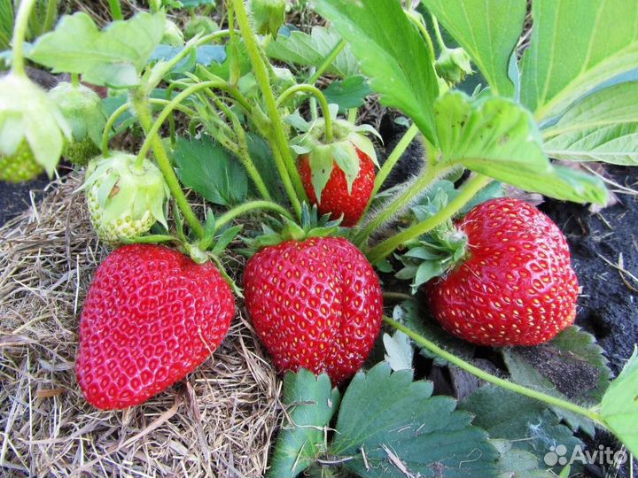 Рассада клубники ремонтантной