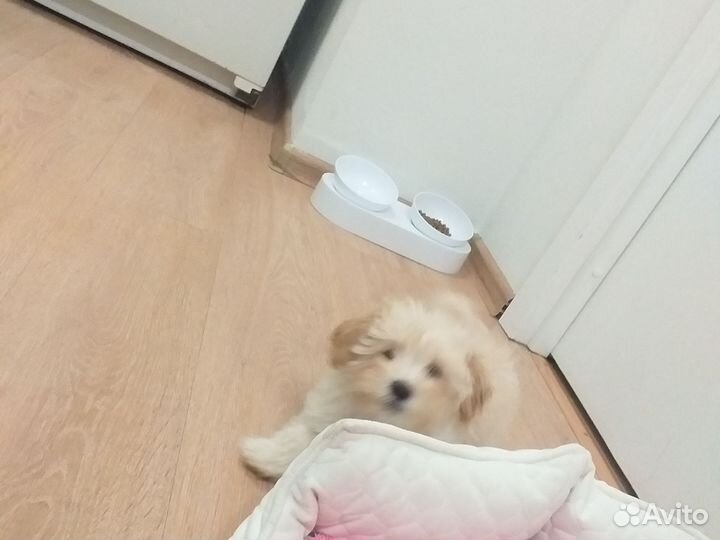 Маленькая собака мальтипу