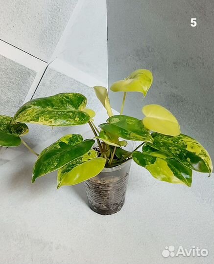 Филодендрон Бурле Маркс