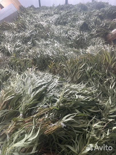 Эвкалиптовые веники для бани