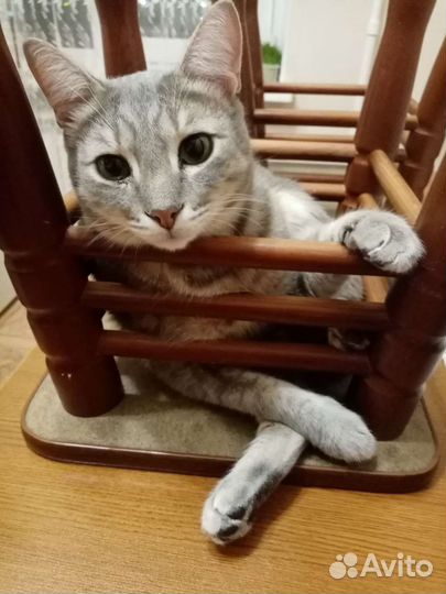 Милый Котик Тим 2года