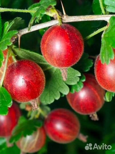 Саженцы: Крыжовника, малины, жимолости,йошты и др