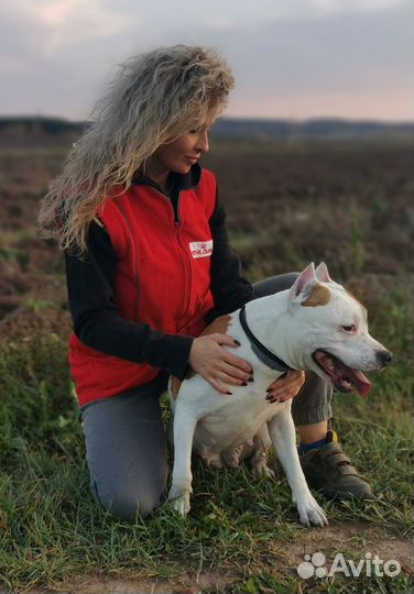 Кинолог#Дрессировка#коррекция#консультации#зал