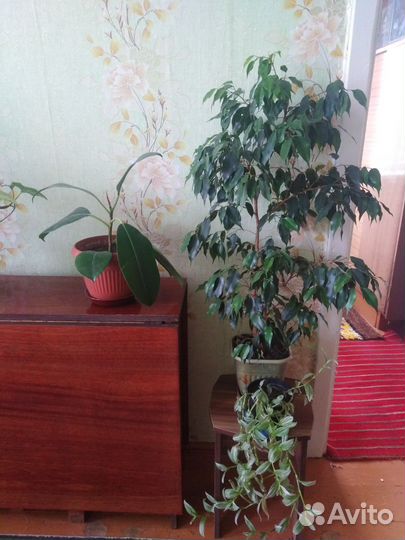 Замиокулькас, фикус. и т. д