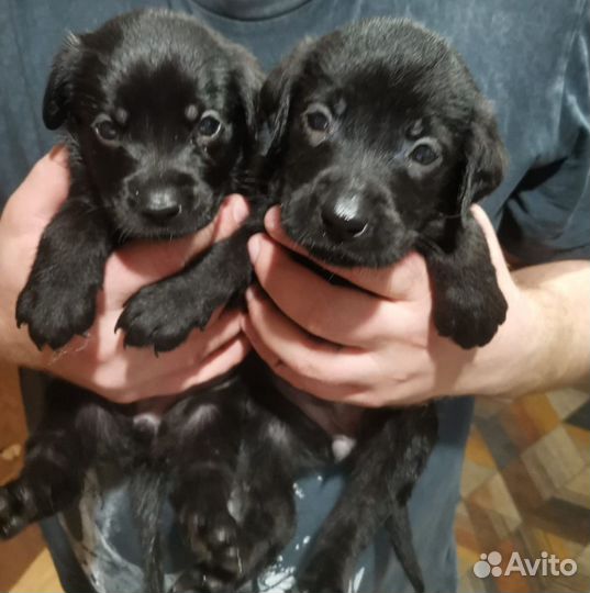 Щенки лабрадора