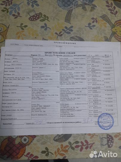 Западно сибирская лайка