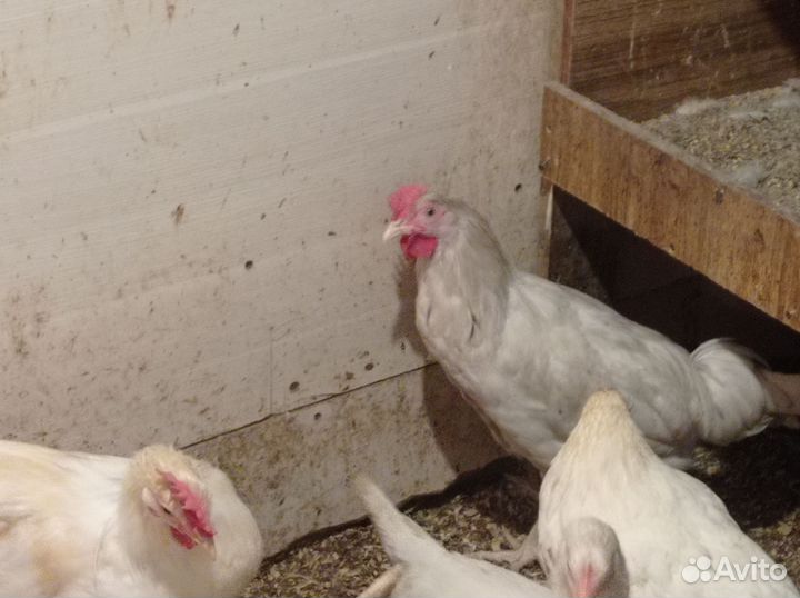 Молодые петушки