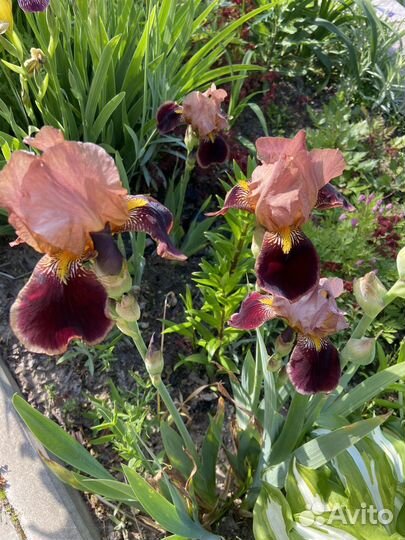 Ирисы бородатые