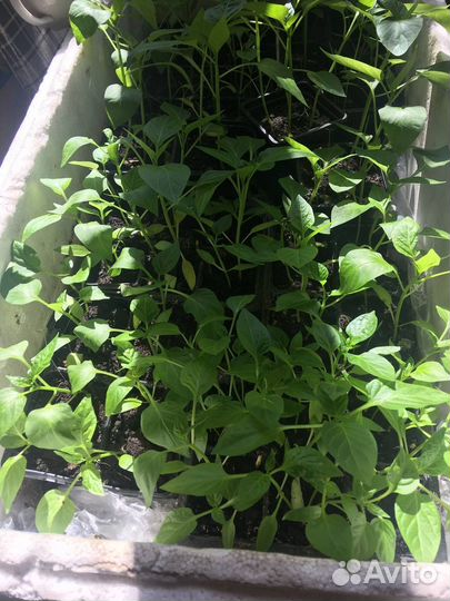 Рассада перц красный