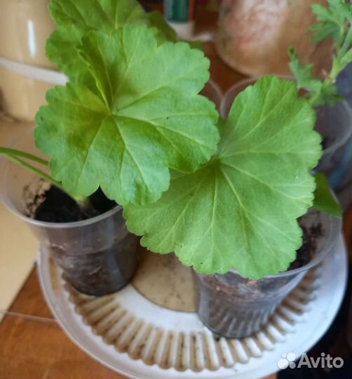 Пеларгония герань