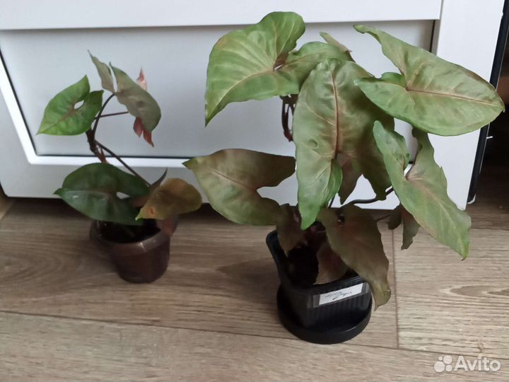 Микс, сингониумы