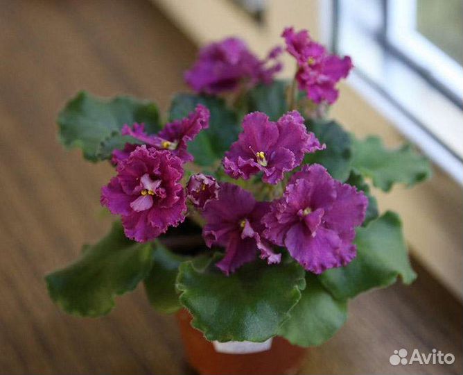 Сенполии сортовые Фиалки