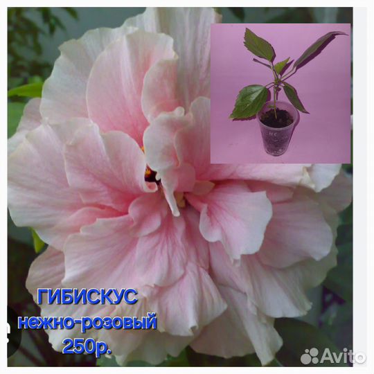 Гибискусы сортовые