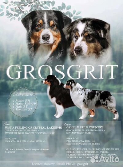 Австралийская овчарка кобель щенок