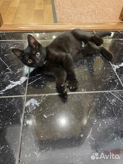 Черный котик в дар