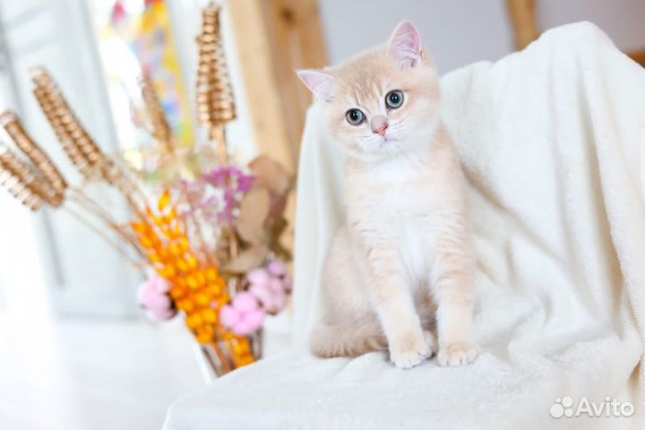 Британский котенок редкого окраса