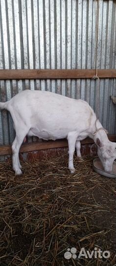 Коза дойная молочная