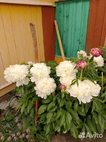 Белые пионы