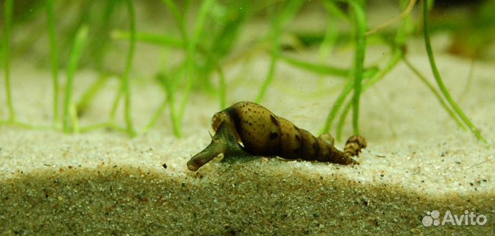 Улитки катушки и мелании