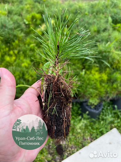 Зкс и окс Сосна Ель Лиственница сеянцы Голуб горн