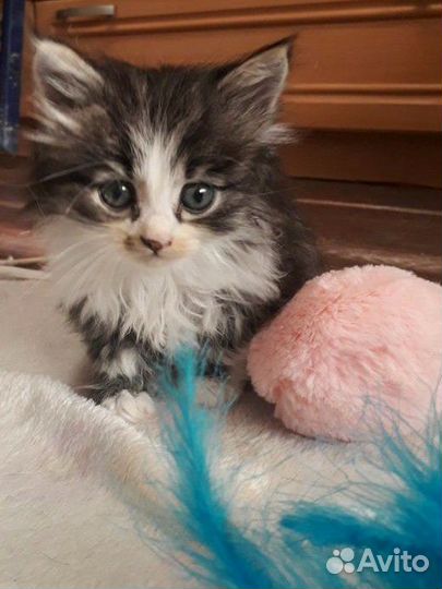 Котейка сибирская в дар