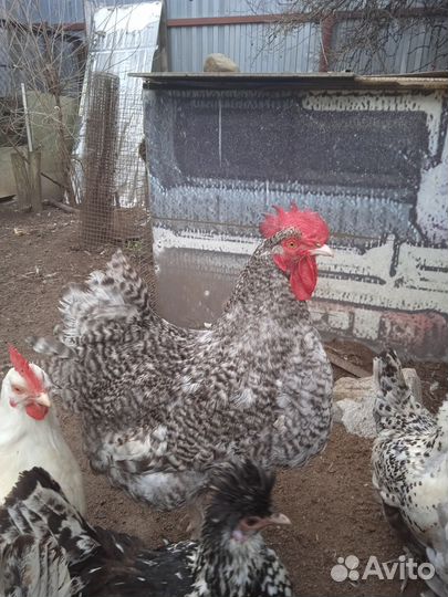 Куры петухи