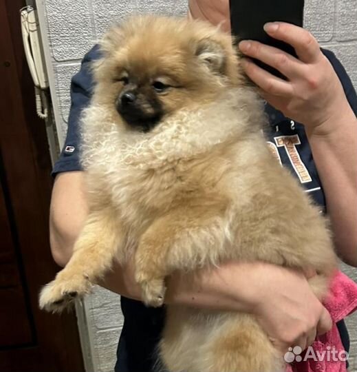 Померанский шпиц Моника