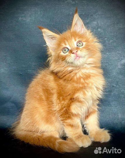 Мейн-кун крупные котята