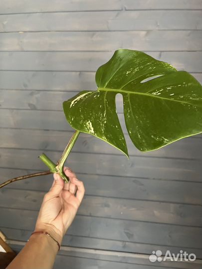 Монстера альба делициоза
