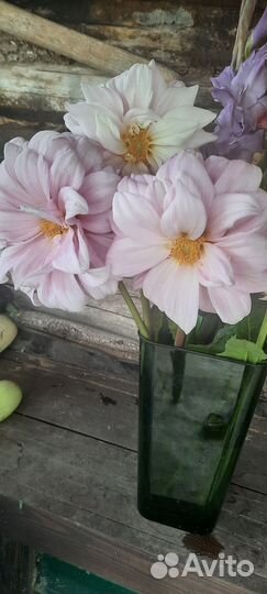 Георгин 3шт огромный