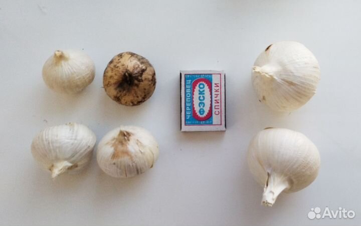 Рокамболь, слоновий чеснок, чеснолук