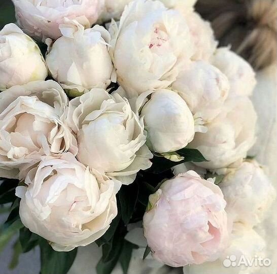 Пионы Букет пионов