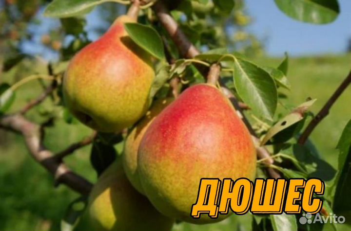 Саженцы груши летние