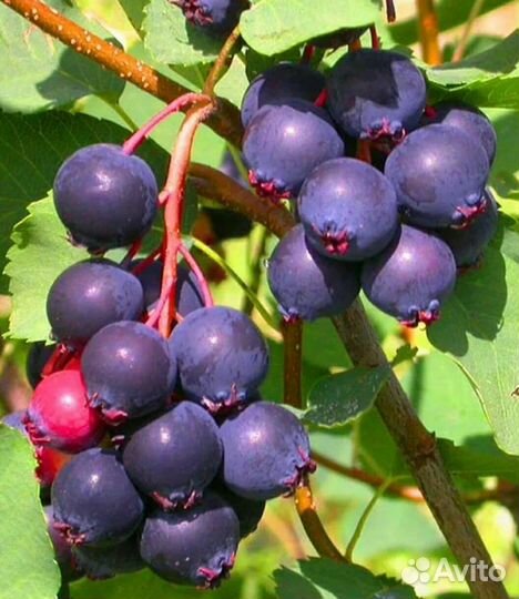 Ирга канадская саженцы