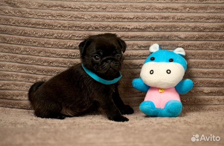 Щенки мопса