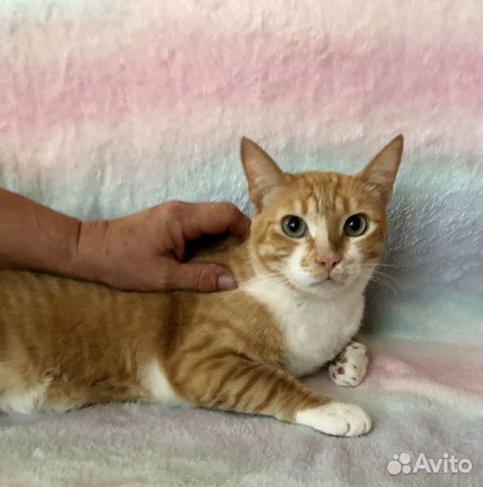 Кошка брошенная после смерти хозяйки