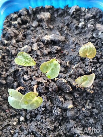 Семена цикламена