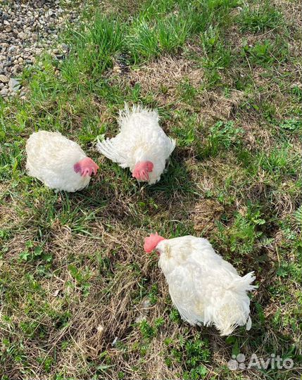 Куры несушки