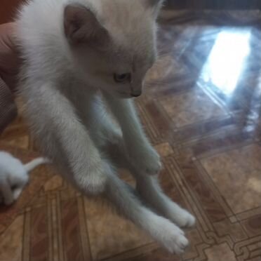 Отдам