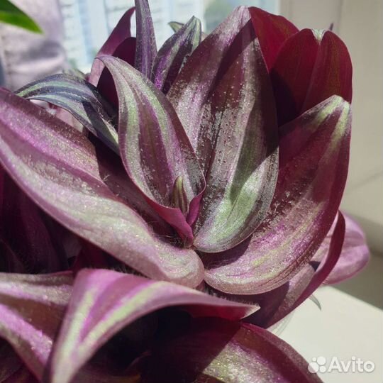 Традесканция зебрина (10 укорененных черенков)