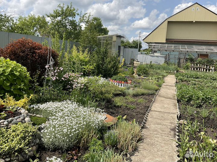 Анемона японская