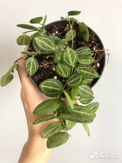 Дисхидия Овата