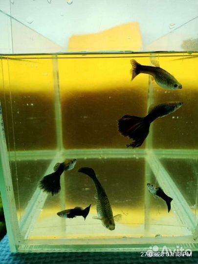 Гуппи чистая линия Красный блондин и Черный принц