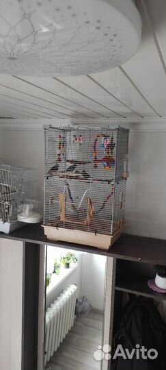 Зебровые амадины