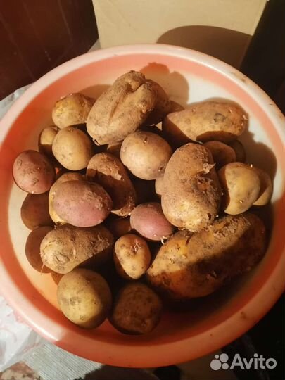 Продам картофель