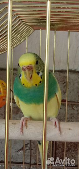 Попугай волнистый